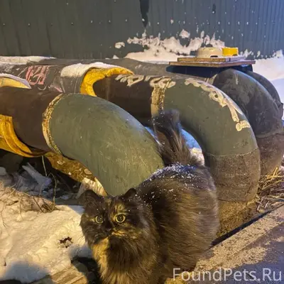 Трехцветная кошка найдена по а...