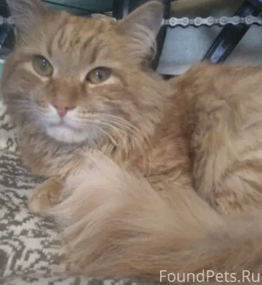 6 января был найден кот. Был.....