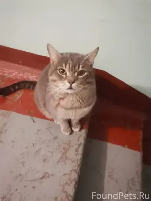 К подъезду прибился кот, очень...