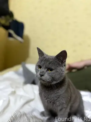 Найден кот с ошейником,ул.Рево...