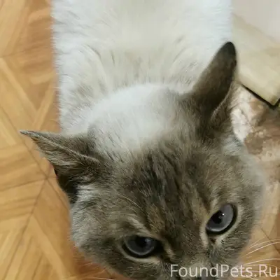 Найден кот перед новым годом, ...