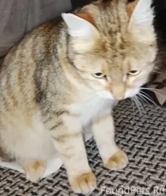 Добрый вечер, может у кого-то....