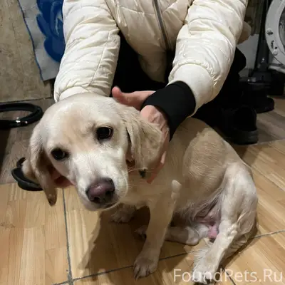 Найдена собака с ошейником на ...