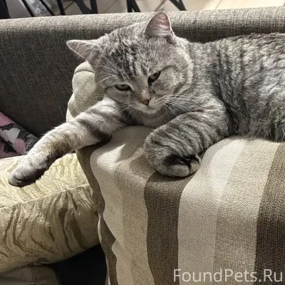 Добрый день! У нас пропал кот....