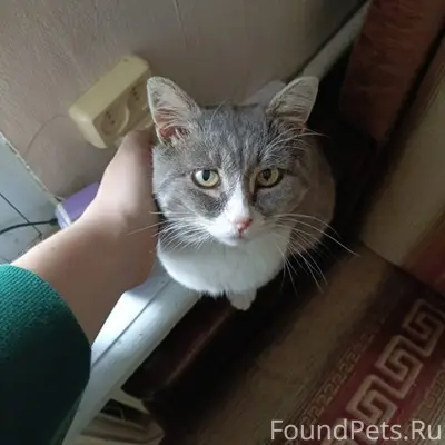 ❗❗❗ПРОПАЛ КОТ!!! Климовск, рай...