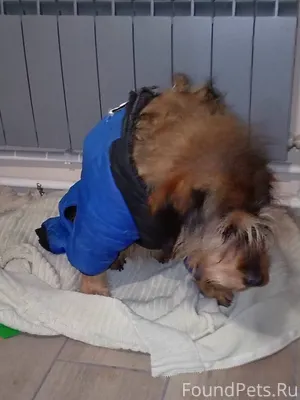 Найдена собака. Бегала по доро...