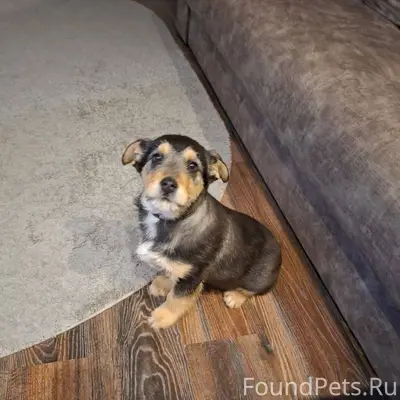 Комарова 8, найден щенок со шл...