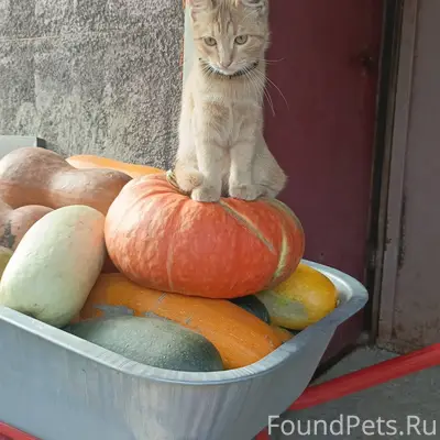 Пропал очень добрый кот по кли...