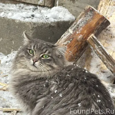 НАЙДЕНО КОТОСЕМЕЙСТВО https://...