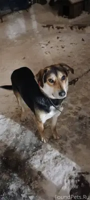 Пропал пес Граф, 4 мкр-на...