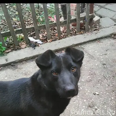 Пропала собака. 13 января сбеж...