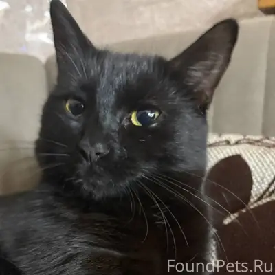 Пропал черный кот примерно 1,5...