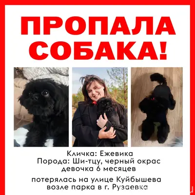 🚨 Потерялась собака 🚨 В городе...