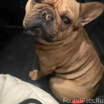 БУЗУЛУК!!! СРОЧНО! НАШЛИ СОБАК...