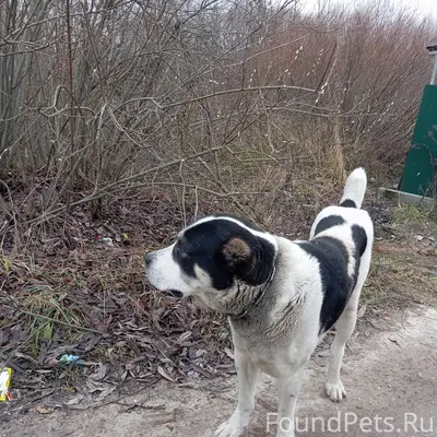 Чанки. Найдена собака Бродит б...
