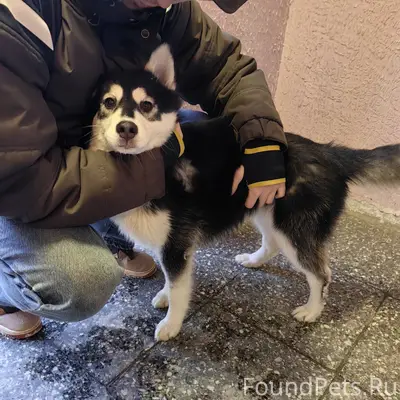 ПОИСК ХОЗЯЕВ На Ленина, 11 най...