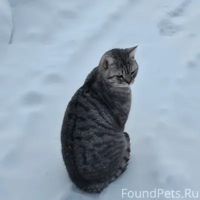 ИЩУТ КОТ д. СКУРЫГИНО Чеховски...