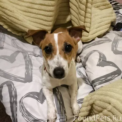 Найдена собака , девочка , Дже...