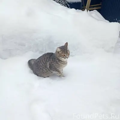 1. Потерялся кот, серый, шотла...