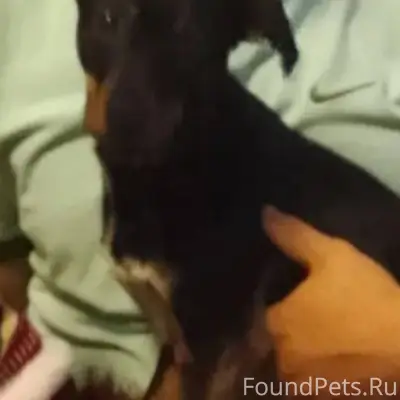 Пропал пёс в районе горсети пр...