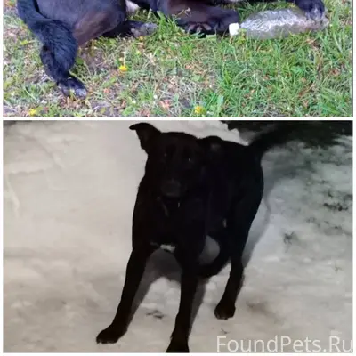 Пропала собака!!! Пожалуйста, ...