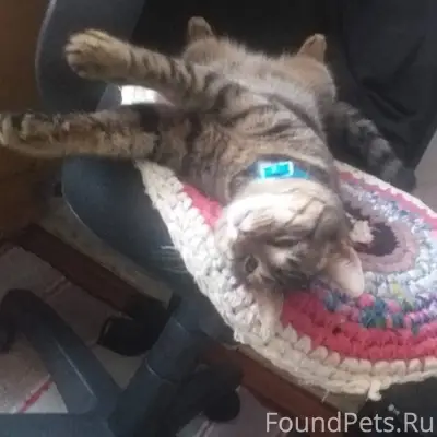 Пропал кот. Зовут Кузей.Помоги...