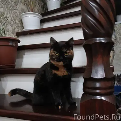 Городец!‼️‼️ Прошу обратить вн...