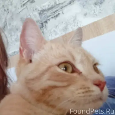 Пропал кот,ему год, кто отыщит...