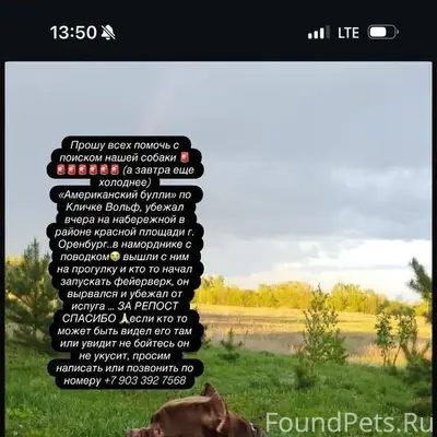 Пропала собака в районе Набере...