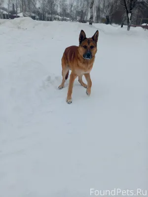 Не знаю чья собака потерялась ...