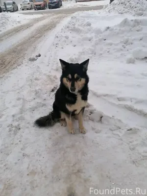 Третий день пёс гуляет в Север...