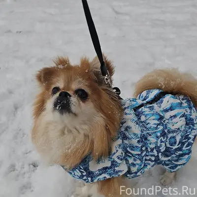 07.01.2026 Была найдена собака...