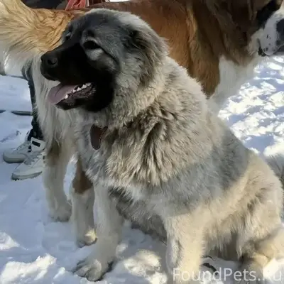 Всем привет 🤝 Потерялась собак...