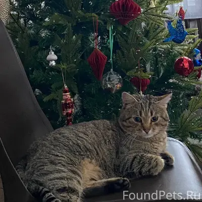 Пропал кот Барсик! Кто увидит,...