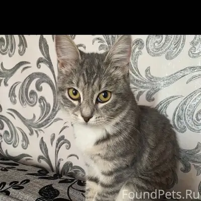 ПРОПАЛА КОШКА!!! Имя Соня . Мо...