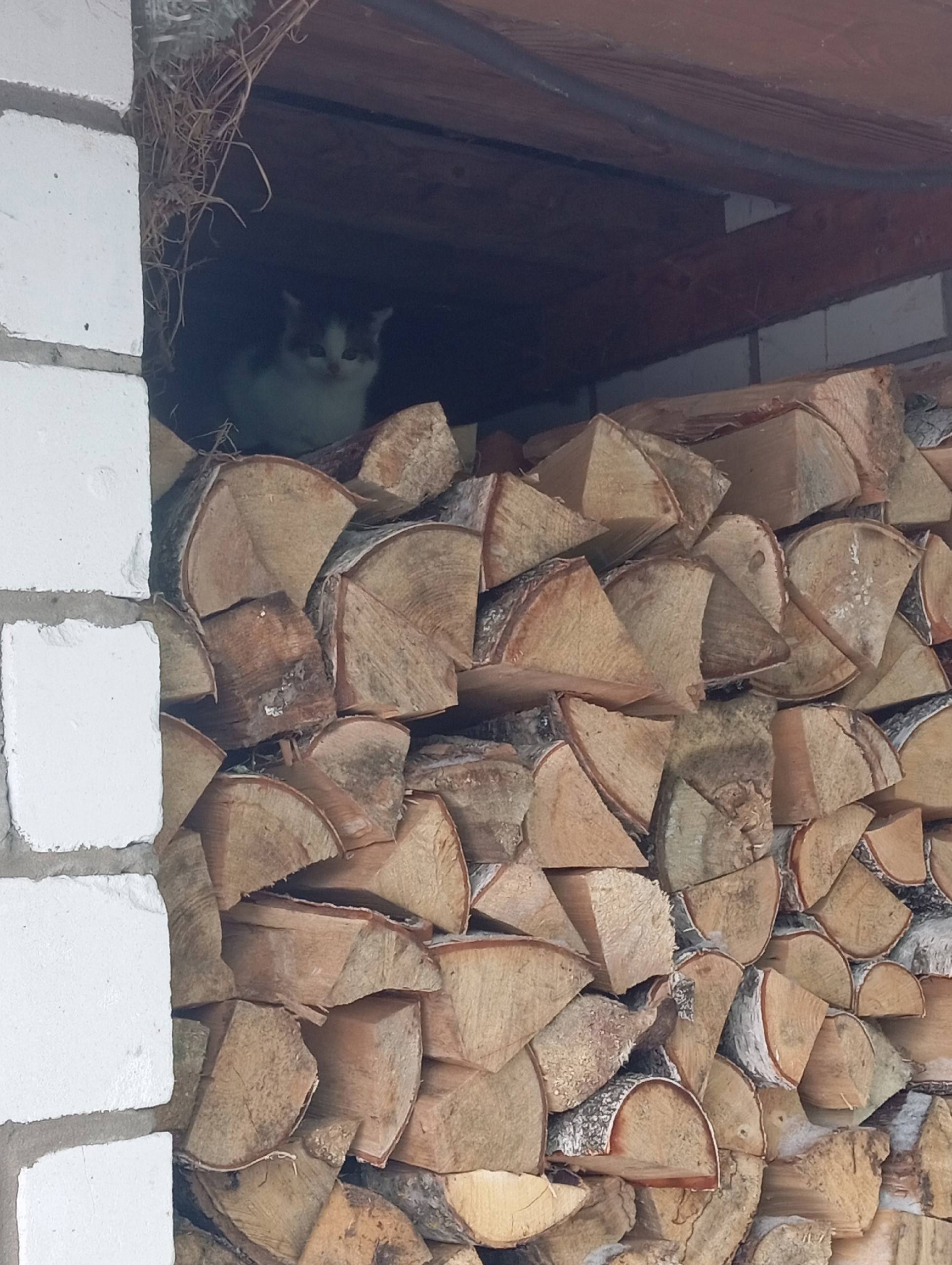 Пропал котёнок три дня назад п...