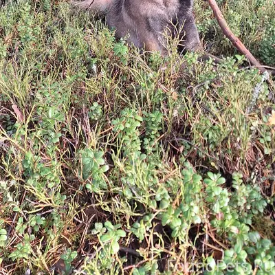 Убежала собака породы малинуа ...