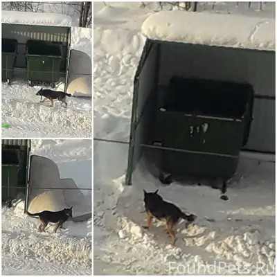 Чья потеря? С оборванным повод...