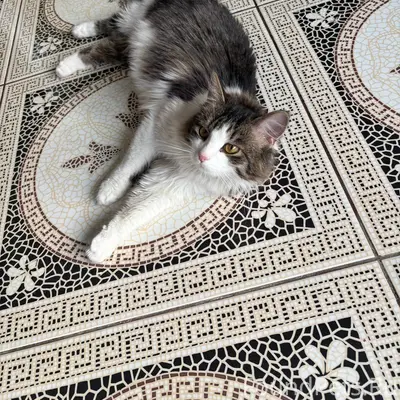 Помогите найти хозяина! Найден...