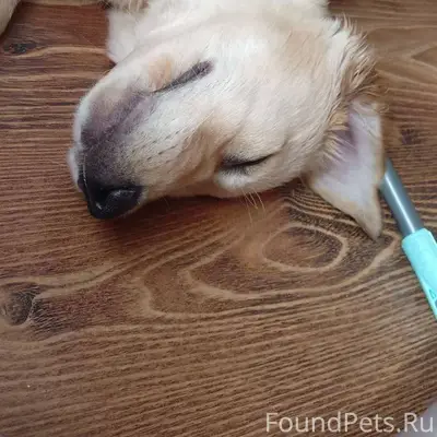 У моей подруги пропала собака ...