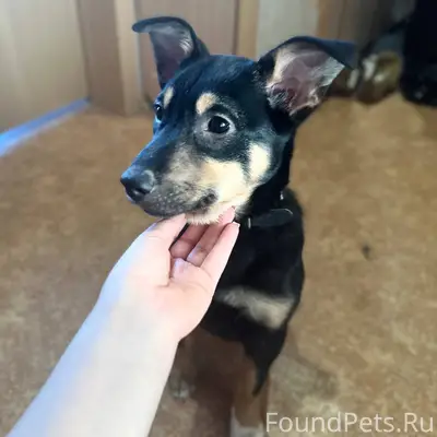 Кто потерял собаку в районе ул...