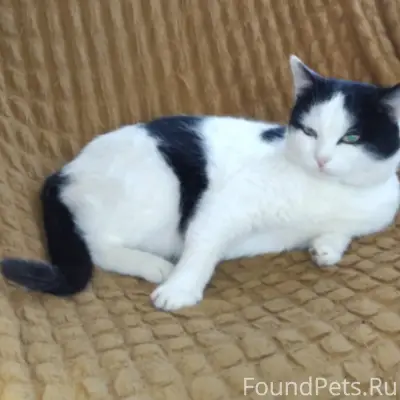 Семь дней назад потерялся кот!...