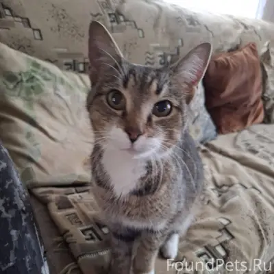 Найдена кошка на Станционном п...