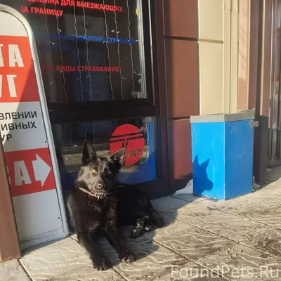 ХОЗЯИН, ТЫ ГДЕ ПОТЕРЯЛСЯ?! Бег...