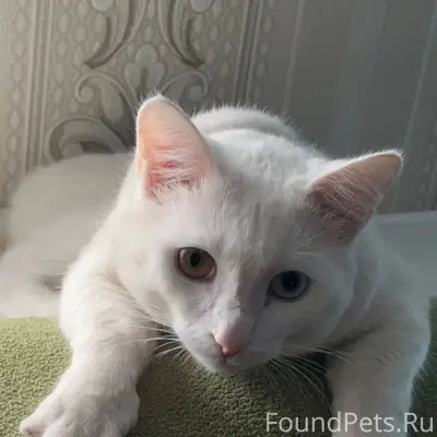 Пропал кот, в октябрьском райо...