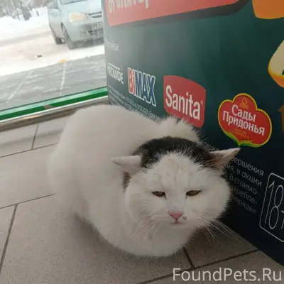 Чей кот или кошечка в пятерочк...