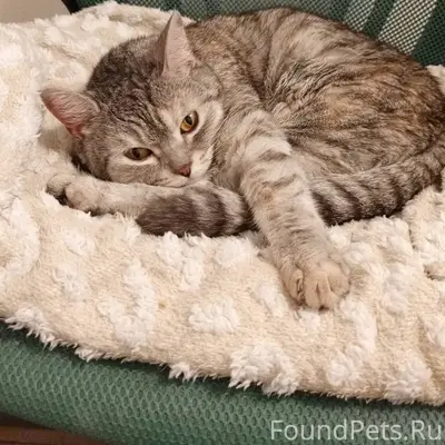 Найдена кошка в доме 17/16...