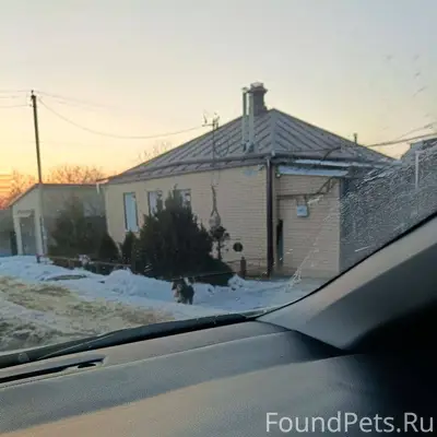 Кто потерял собаку ? Бегает ис...