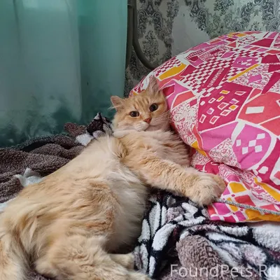 Пропал кот!!! Ул. Лаврентьева,...