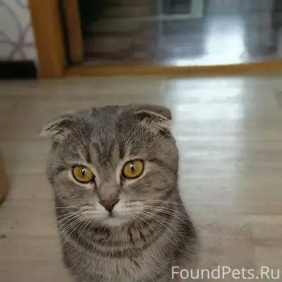 Пропал кот, вдруг кто видел ил...